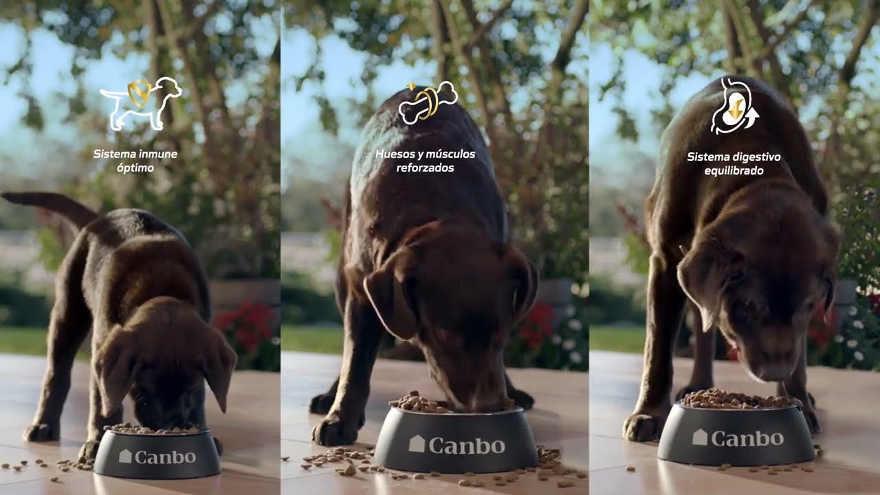 Portada del video