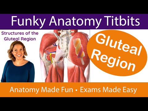 Your Bottom is a Busy Place! - Structures of the Gluteal Region