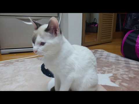 自力でタッパーを開けようとする猫 cat trying to open the container