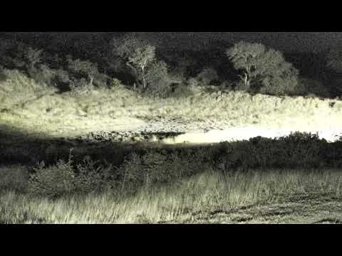 Djuma: Leopard seen on wall, then passes by cam on road - 05:07 - 06/10/18