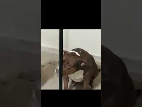 Pitbull Ranya Mascando Um "Chicletinho" Parte #1