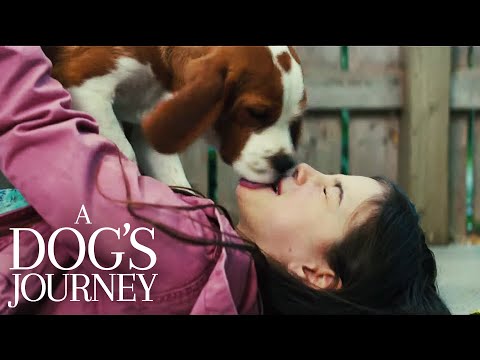 A Dog's Journey | Bailey is Excited to See CJ | Film Clip
