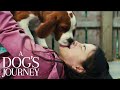 A Dog's Journey | Bailey is Excited to See CJ | Film Clip