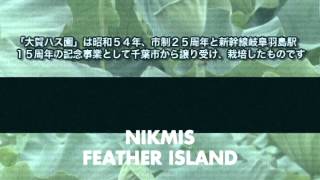 nikmis - feather island