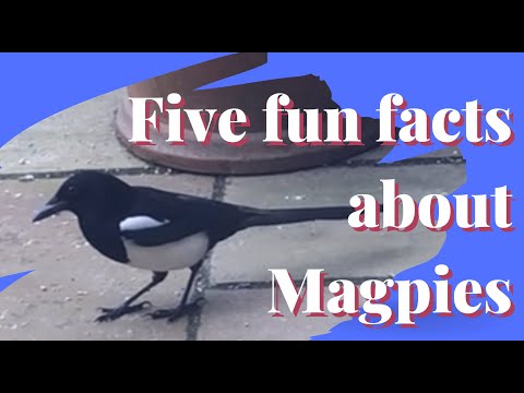 Five Fun Facts about Magpies for kids (omnivore, greedy, fascinating)