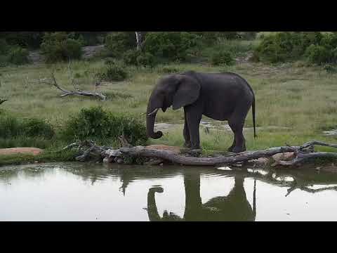 Djuma: Lone Elephant bull at Vuyatela Pan - 18:08 - 03/13/19
