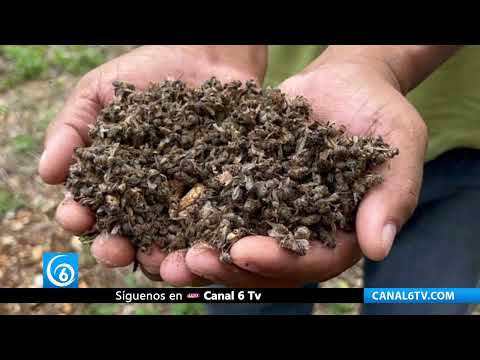 Mueren millones de abejas en Campeche por fumigaciones