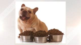 Dog Food Bulk Buy Online