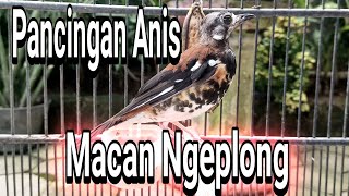 Download lagu Anis Macan Gacor Full Isian Terapi Anis Macet Bunyi mp3 Download lagu Anis Macan Gacor Full Isian Terapi Anis Macet Bunyi mp3