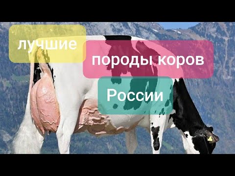 , title : 'Породы высокоудойных коров  в России.Какую корову выбрать? Какие коровы  дают много молока?'