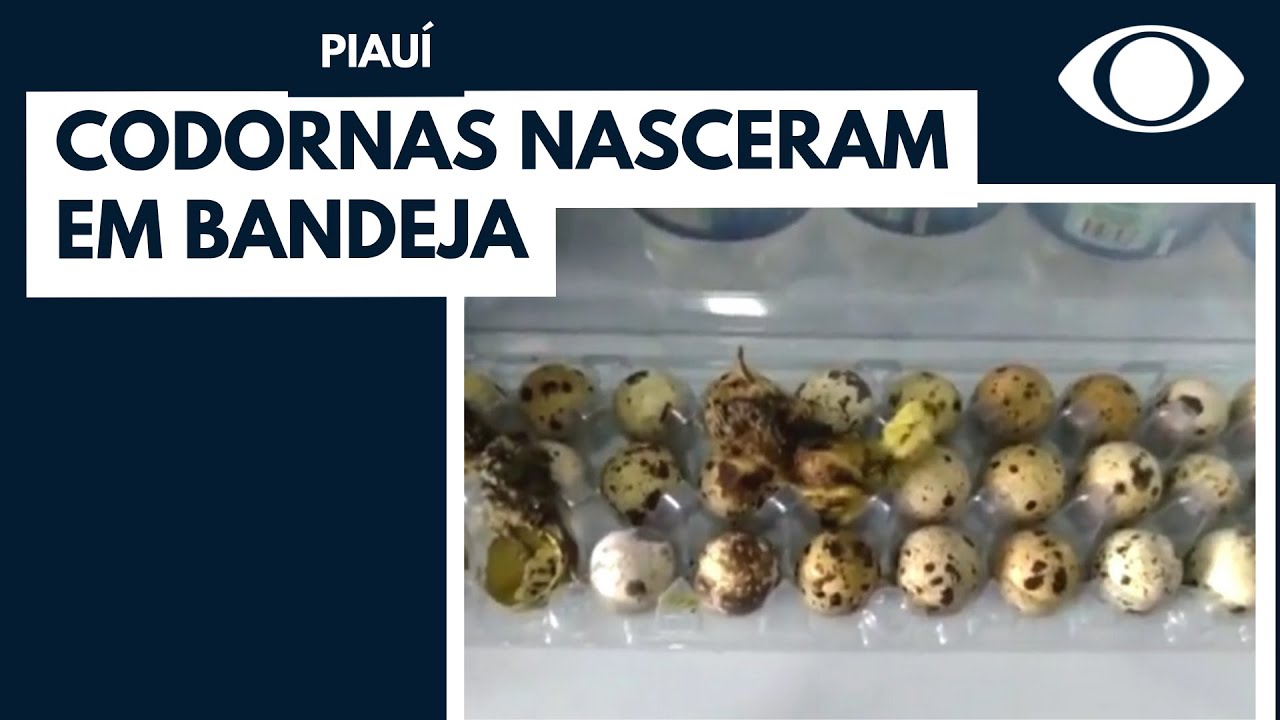Codornas nascem em ovos de prateleira de mercado