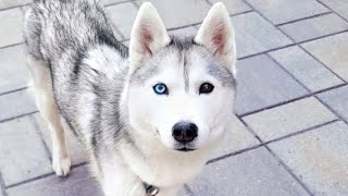 đ´ Come Hang Out With My Husky! (LIVE)