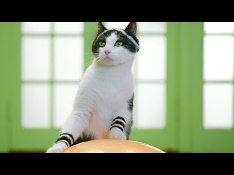 Alex Gaudino ft. Taboo "I Don't Wanna Dance" - Work It Kitty