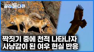 볼수록 놀랍다 짝짓기 중에 자신을 노리는 천적이 나타나자 붉은 여우가 보인 놀라운 행동