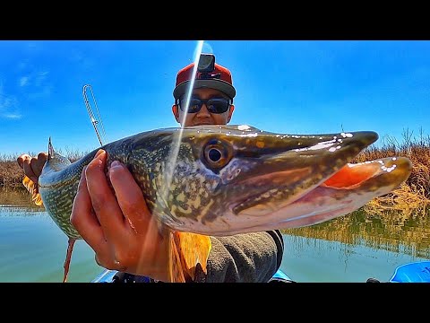 River Kayak Fishing on Pelican Mission 100