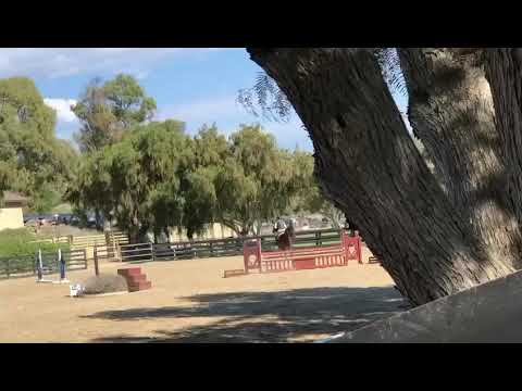 EMERSON (Emerald van’T Ruytershof x Solomon x Landgraf) 2018 NA