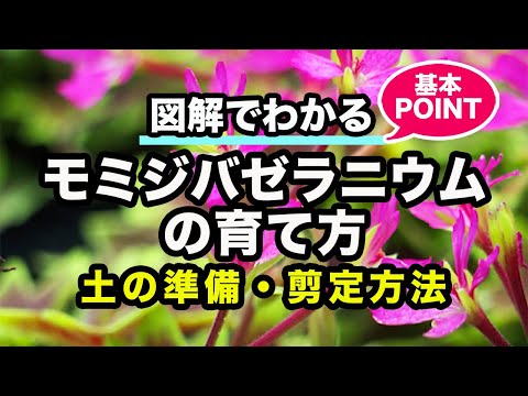 春にゼラニウムを再び元気にするにはどうすればよいですか？問題、原因、解決策  庭園