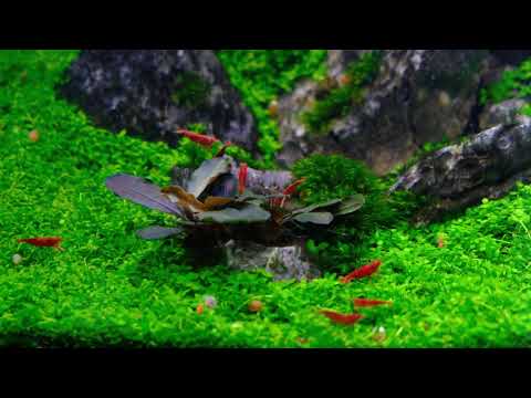 Dennerle Nano Cube 30l with Red Sakura Shrimp