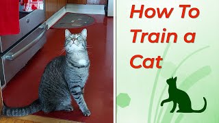How To Train a #Cat EP14 #cats #training
