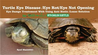 Turtles Eyes infection or eyes closed swallen eyes solution Hindi Urdu English subtitles