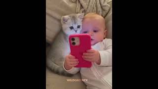 Download lagu Cats are really smarter than humans?🔥💀#cat #edit #trolledit #short #catshorts mp3