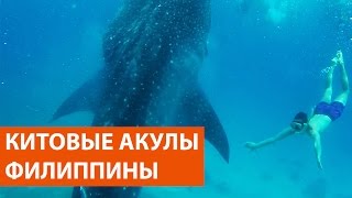 Плавание с китовыми акулами на Филиппинах, остров Себу - Видео онлайн