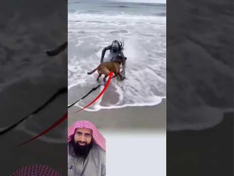 لحظة تتجمد فيها الأنظار وكأن المحيط أخفى شيئا ثم أطلقه فجأةلسحب الكلب من الشاطئ🥺👌#اكسبلور #fyp #sad