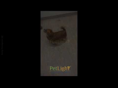 dog that is paralyzed can now walk normally