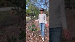 Fertilizing Your Magnolia Tree