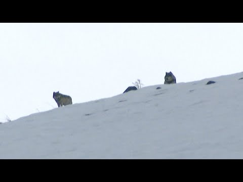 download lagu mp3 mp4 Wolfs Mountain, download lagu Wolfs Mountain gratis, unduh video klip Wolfs Mountain