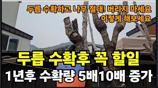 두릅 수확후 이거! 해주면 1년뒤 10배 20배 수확량 증가!  #두릅키우기 #두릅나무전지 #두릅나무가지치기…