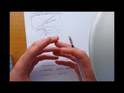 L'apparato digerente - Fegato e Pancreas- per studenti del Liceo