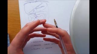 L'apparato digerente - Fegato e Pancreas- per studenti del Liceo