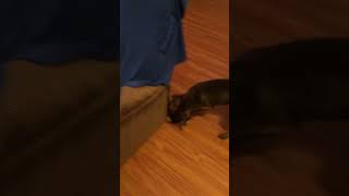 Video preview image #1 Labrador Retriever-Unknown Mix Puppy For Sale in Yardley, PA, USA