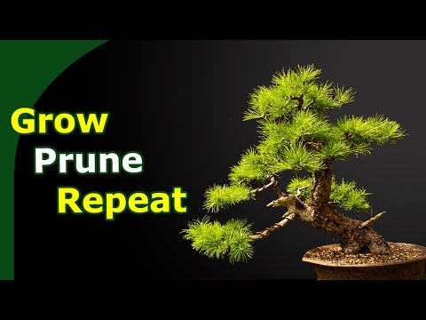 Pruning Larch Bonsai Over Time