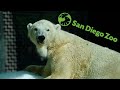 Polar Bear Plunge Looks Amazing State Of The San Diego Zoo