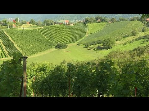 Plešivica polako postaje oaza vinogradarske biodinamike | Plodovi zemlje