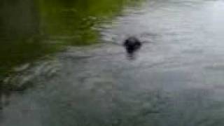 preview picture of video 'jaxon swims @ cheat lake.3GP'