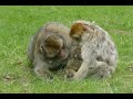 Monkey 4k Ultra Video Monkey Meeting Video Monkey Lifestyle Animal World Monkey Part 44