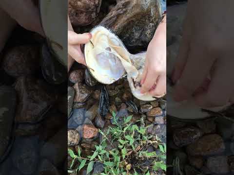 #pearls #oyster #clam #novel #cansado #perla #perle #pérola