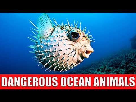 TOP 10 Dangerous Ocean Animals in the World - Most Dangerous Ocean Creatures