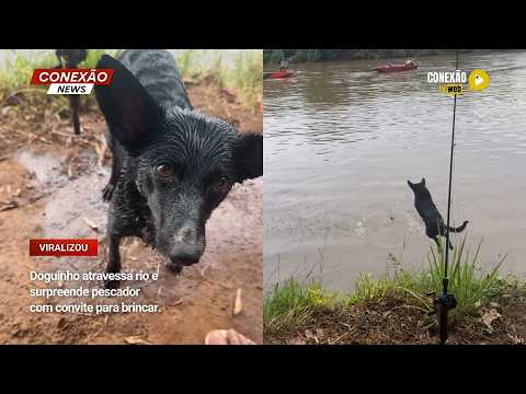 Vídeo: Doguinho atravessa rio e surpreende pescador com convite para brincar.