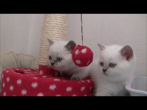 BKH vom Baldeneysee, point- kitten in action