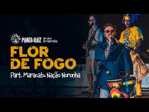 Flor De Fogo (Maracatu) - Planta e Raiz Ao Vivo em Noronha