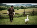 THE GOOSE THAT LAID THE GOLDEN EGGS MORAL STORY