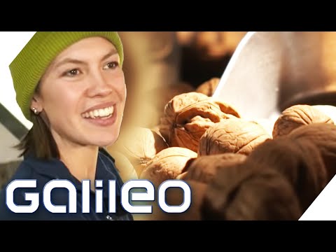 Walnuss-Pionierin: Kampf um Nüsse made in Germany | Galileo | ProSieben