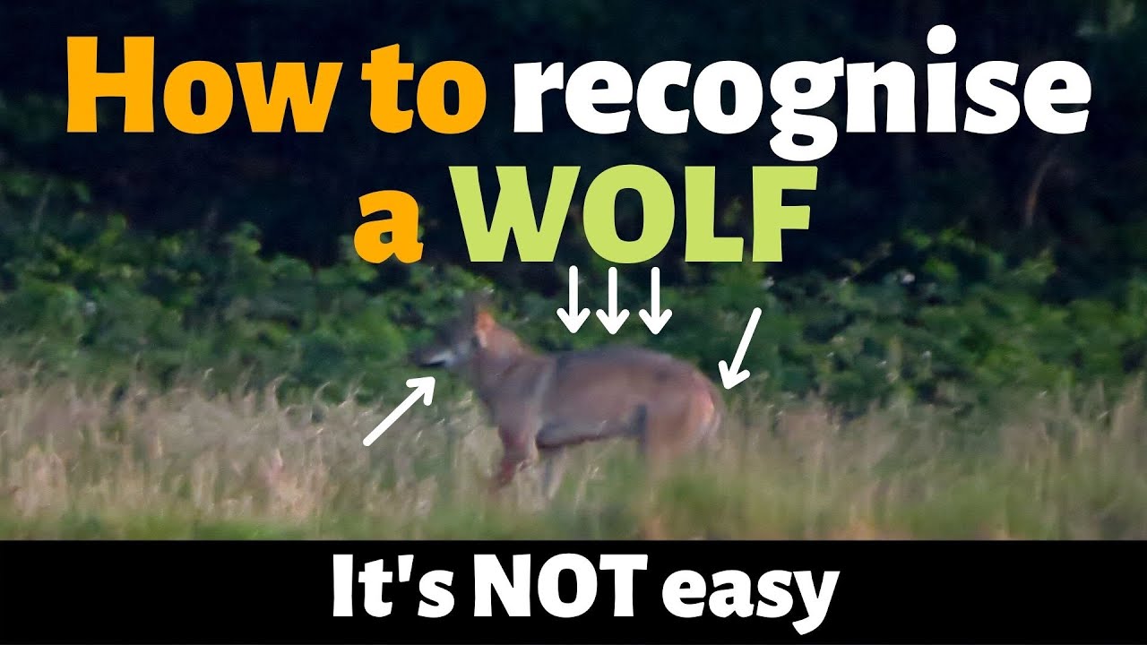 How to recognise a wolf: European wolf (Canis lupus) characteristics