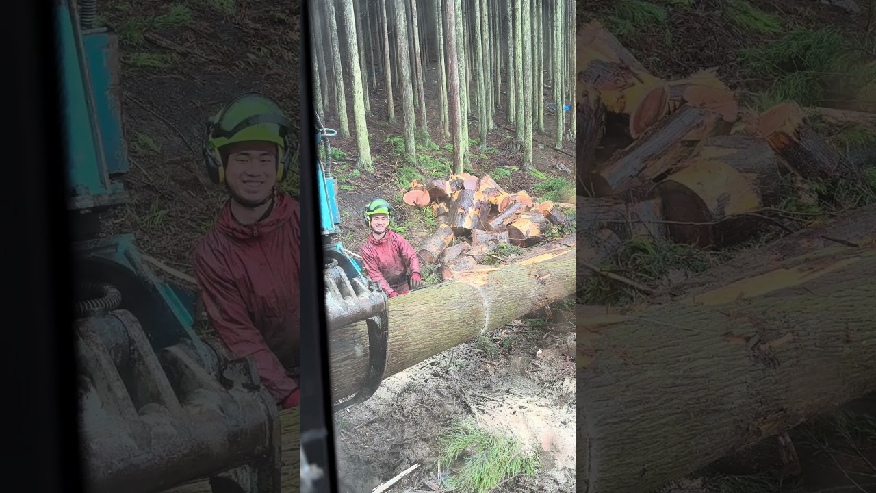 新しく一緒に働くことになったてる君の玉切り❗️#林業 #shorts