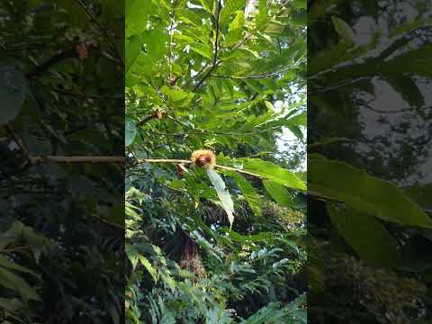 幸運の栗 植物