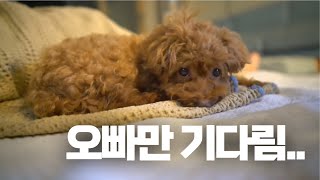 강아지가 가장 사랑하는 사람에게만 보이는 행동^^